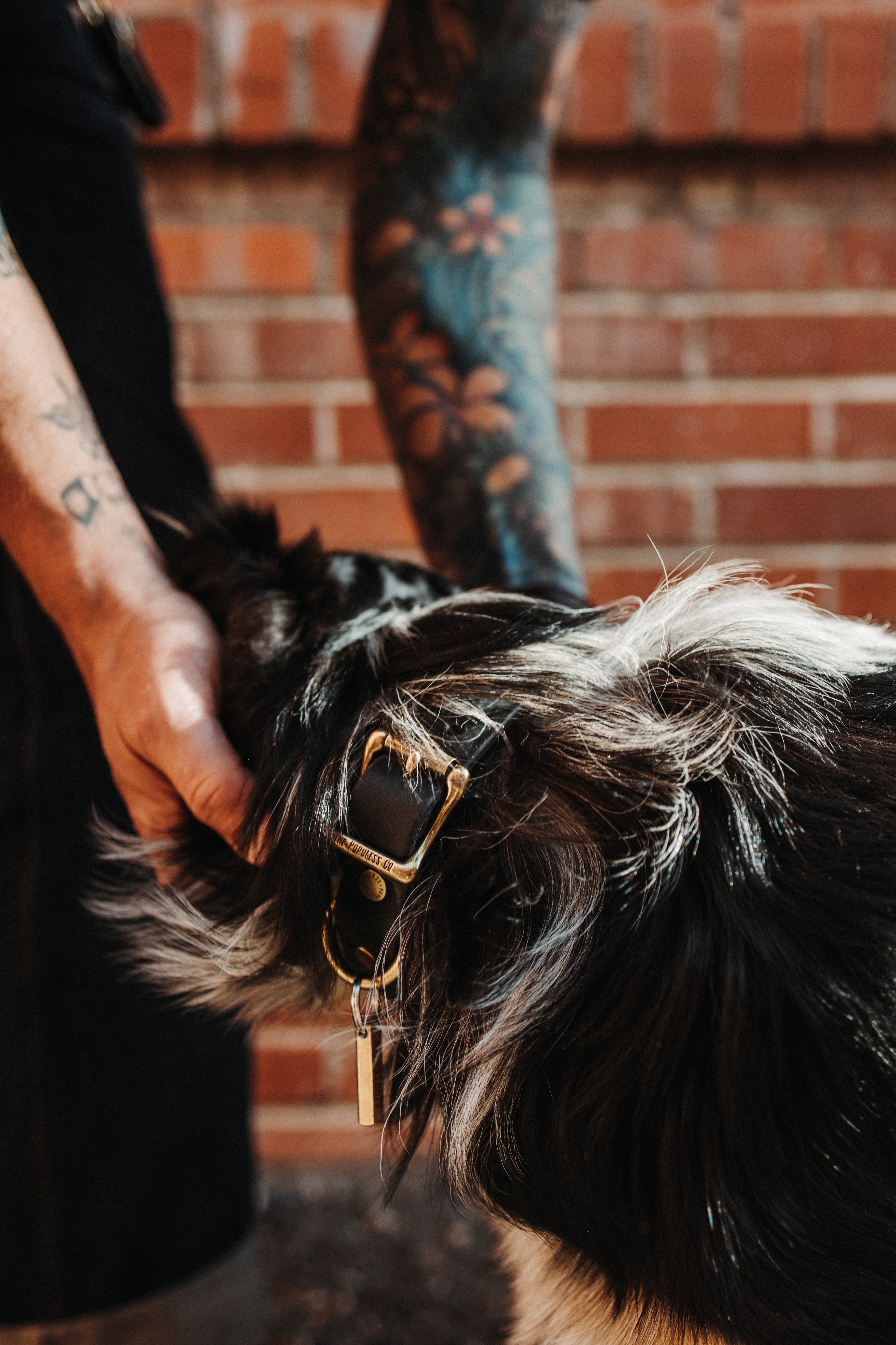 The Marv - Dog Collar - Rio Latigo