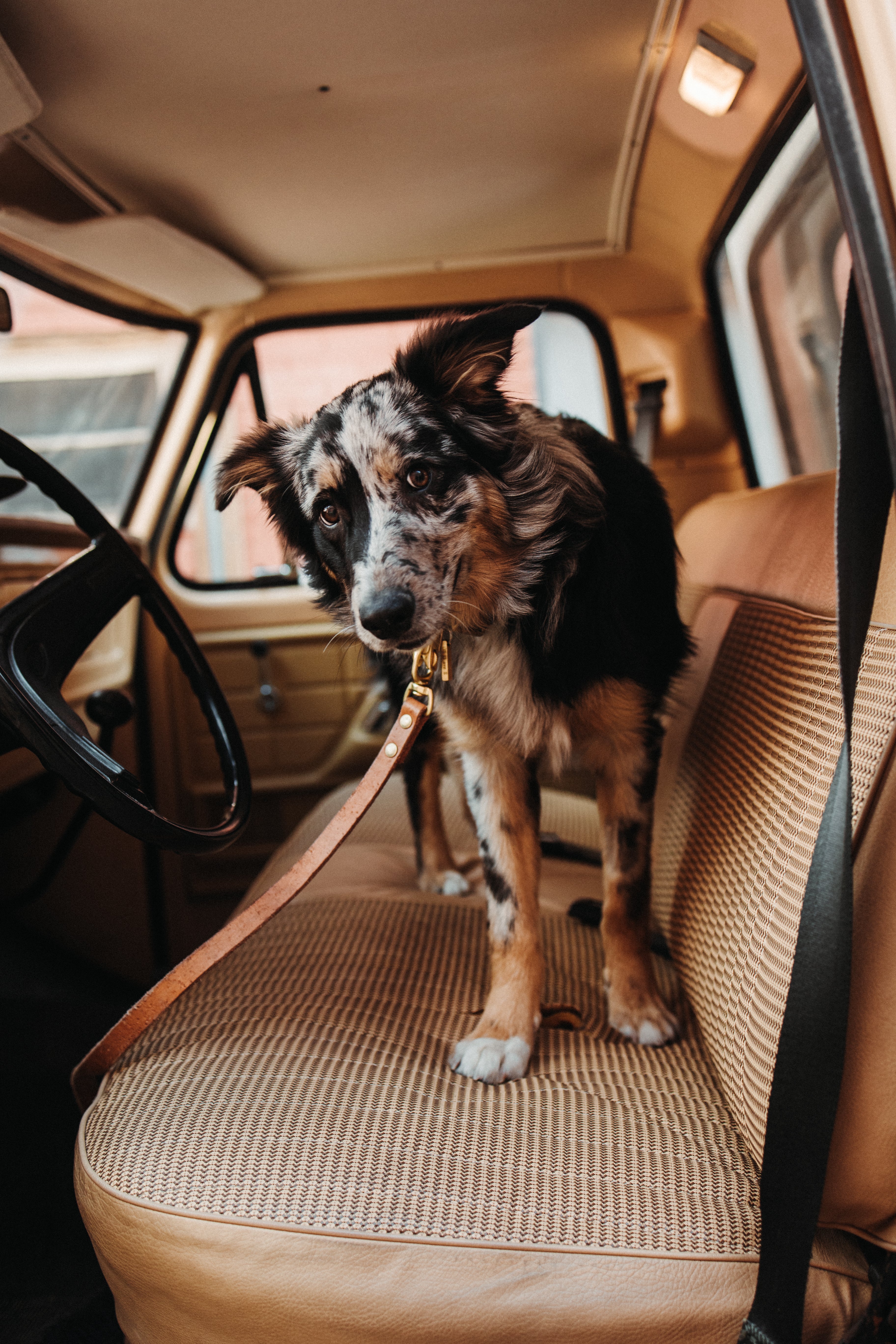 The Jake - Dog Leash - Black