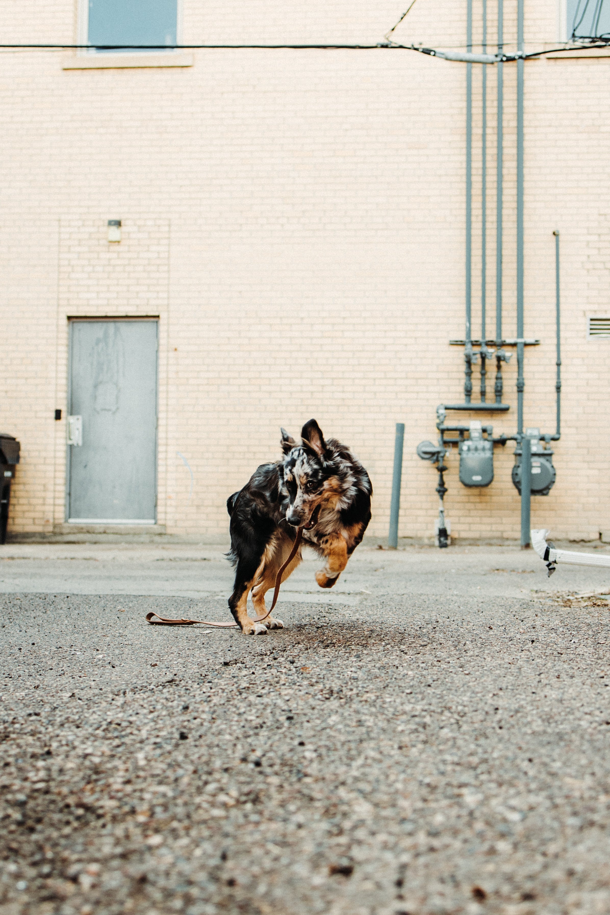 The Jake - Dog Leash - Black