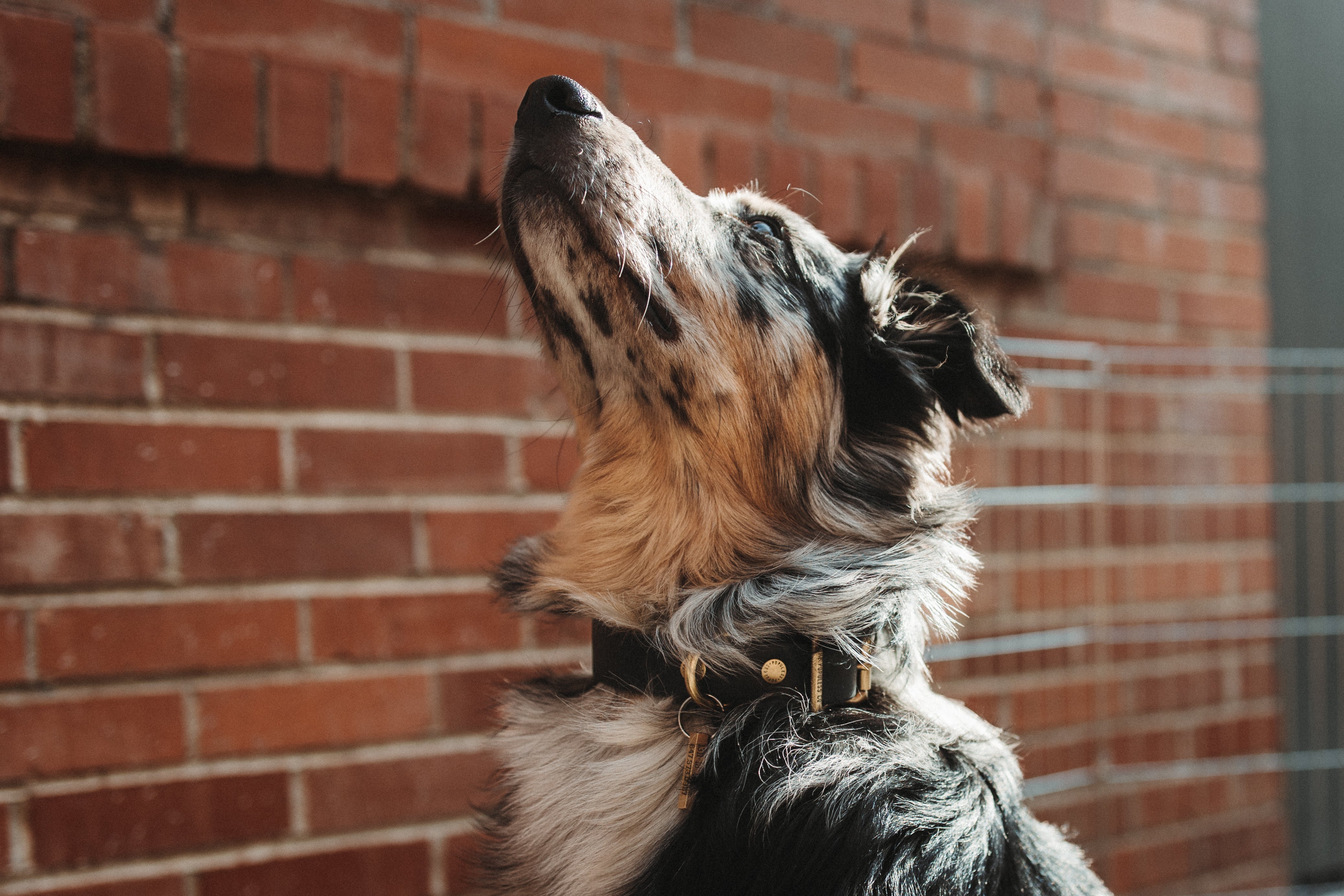 The Marv - Dog Collar - Brown
