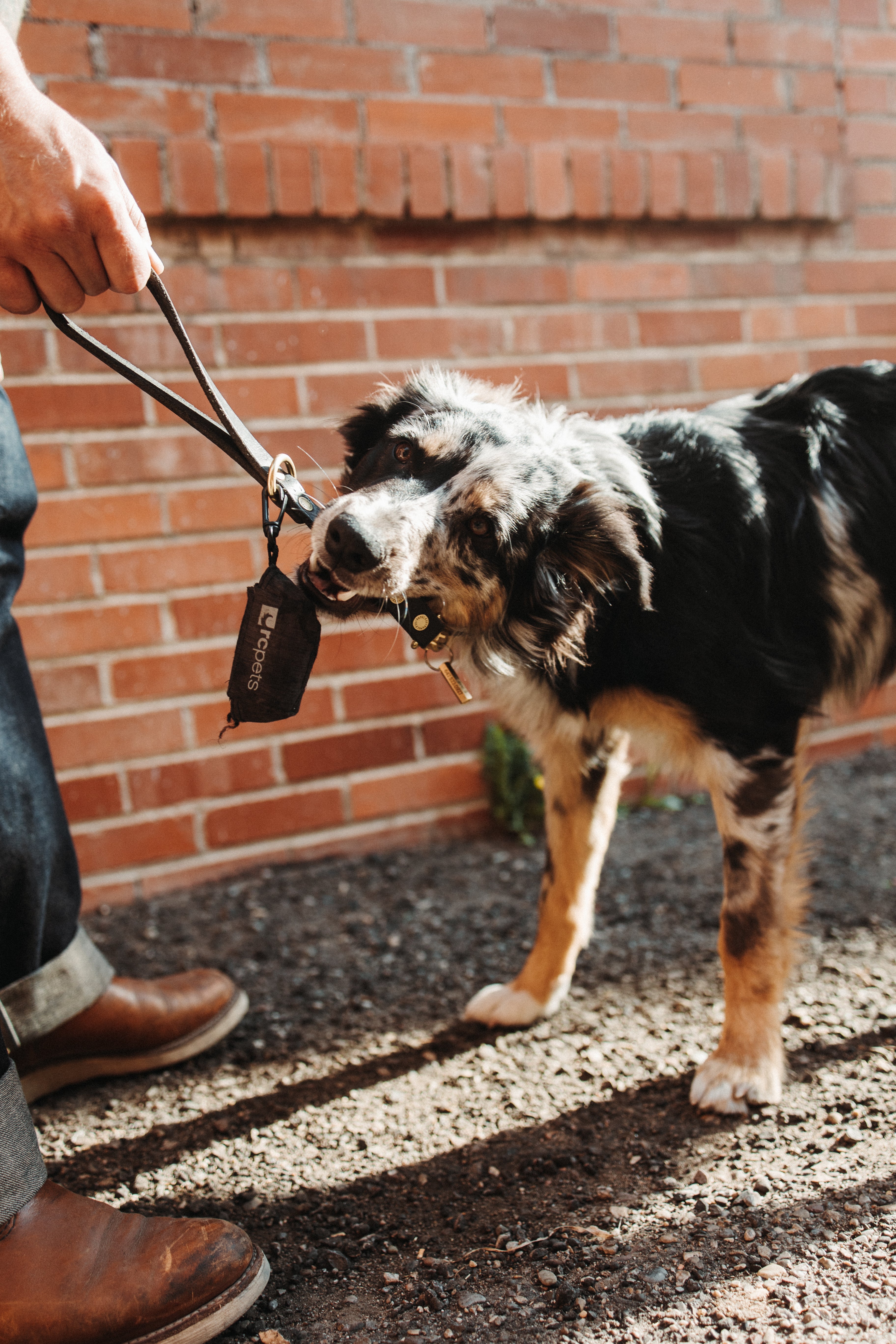 The Gus - Dog Lead - Black